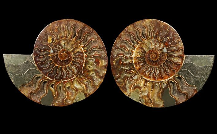 Cut & Polished Ammonite Fossil - Agatized #94195